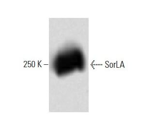 SorLA Antibody (48) - Western Blotting - Image 60209