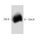 SorLA Antibody (48) - Western Blotting - Image 60209