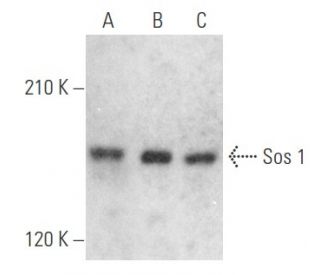 western blotting image from recommended Sos 1 (A-9) monoclonal antibody replacement. Image 354669