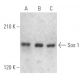 western blotting image from recommended Sos 1 (A-9) monoclonal antibody replacement. Image 354669