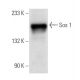 Sos 1 Antibody (E-11) - Western Blotting - Image 13588