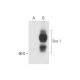 Sos 1 Antibody (E-11) - Western Blotting - Image 63089 