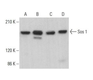 Sos 1 Antibody (G-12) - Western Blotting - Image 380743 