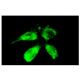 Sos 2 Antibody (G-7) - Immunofluorescence - Image 4304 