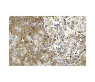 Sos 2 Antibody (G-7) - Immunohistochemistry - Image 13318 