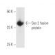 Sos 2 Antibody (G-7) - Western Blotting - Image 6176