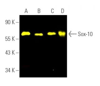 western blotting image from recommended Sox10 (A-2) monoclonal antibody replacement. Image 391493