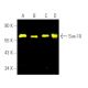 This polyclonal antibody has been discontinued. See our recommended <a href="sox-10-antibody-a-2">Sox10 (A-2)</a> monoclonal antibody (sample data shown). western blotting image from recommended Sox10 (A-2) monoclonal antibody replacement. Image 391493