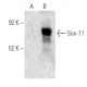 Sox-11 Antibody (B-11) - Western Blotting - Image 395945 