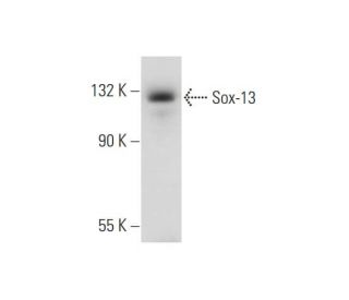 Sox-13 Antibody (B-5) - Western Blotting - Image 344131 