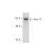 Sox-13 Antibody (B-5) - Western Blotting - Image 344131 