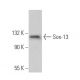 Sox-13 Antibody (B-5) - Western Blotting - Image 367706