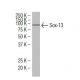 Sox-13 Antibody (C-16) - Western Blotting - Image 34518 