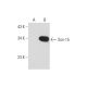 Sox-15 Antibody (C-7) - Western Blotting - Image 127947