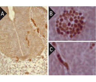 Sox-17 Antibody (3.5CH) - Immunohistochemistry - Image 291097 