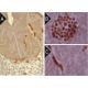 immunohistochemistry image from recommended Sox-17 (3.5CH) monoclonal antibody replacement. Image 291097