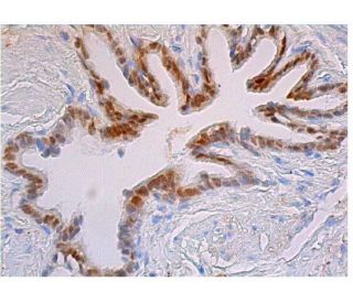 Sox2 Antibody (A-5) - Immunohistochemistry - Image 348741 