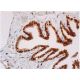 immunohistochemistry image from recommended Sox2 (E-4) monoclonal antibody replacement. Image 355323