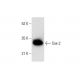 Sox2 Antibody (D-9) - Western Blotting - Image 303471