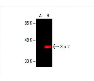 Sox2 Antibody (E-4) | SCBT - Santa Cruz Biotechnology