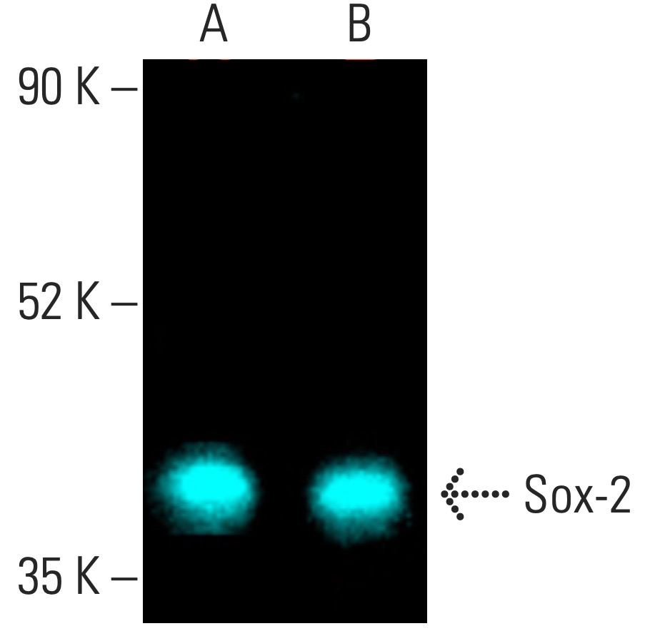 Sox2 Antibody (E-4) | SCBT - Santa Cruz Biotechnology