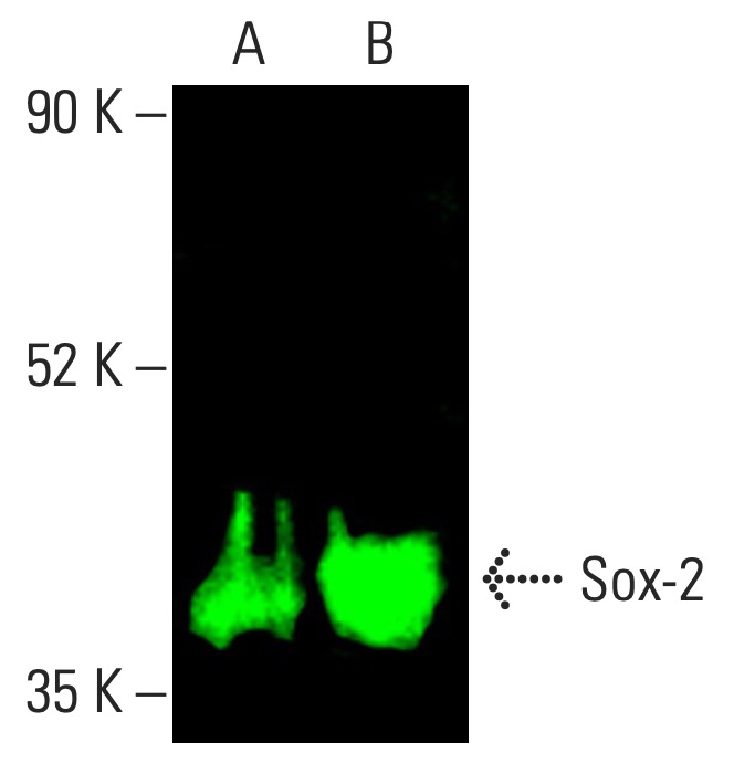 Sox2 Antibody (E-4) | SCBT - Santa Cruz Biotechnology