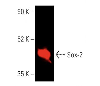 sox-2-antibody-e-4-western-