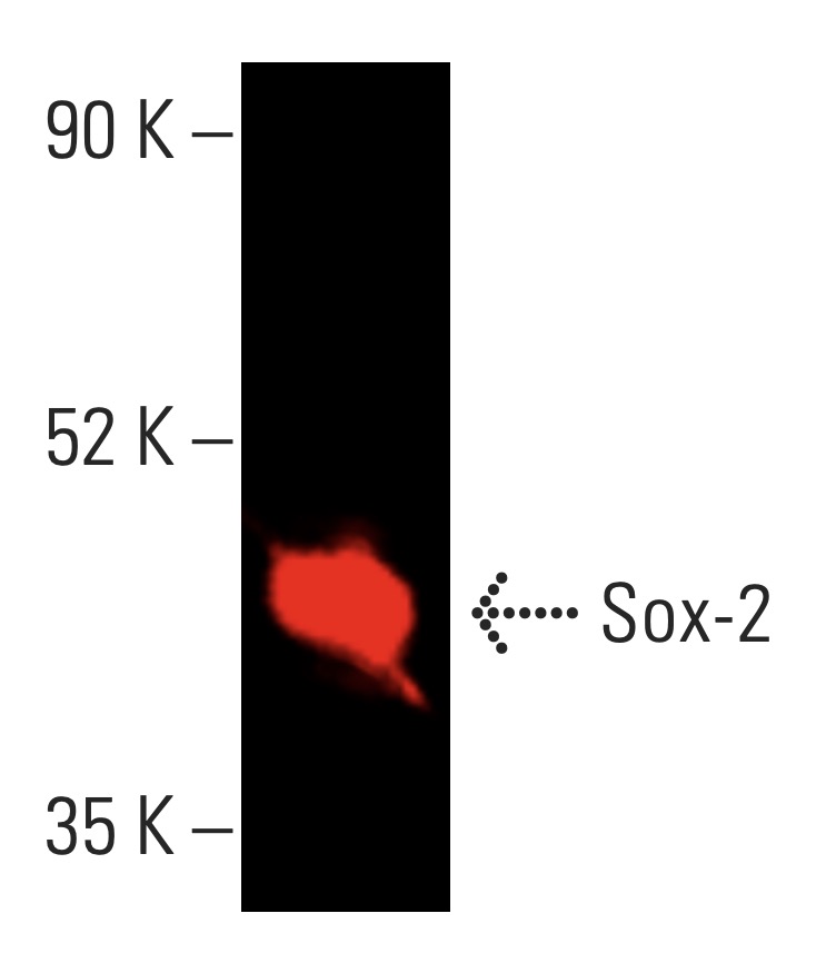 Sox2 Antibody (E-4) | SCBT - Santa Cruz Biotechnology