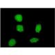 Sox-21 Antibody (2G10) - Immunofluorescence - Image 351767 