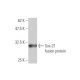 Sox-21 Antibody (2G10) - Western Blotting - Image 349522