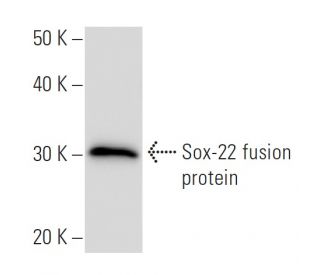 Sox-22 Antibody (86C2a) - Western Blotting - Image 16774