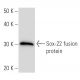 Sox-22 Antibody (86C2a) - Western Blotting - Image 16774