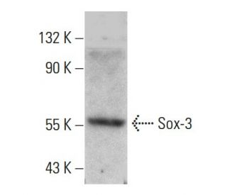western blotting image from recommended Sox-3 (16-C2) monoclonal antibody replacement. Image 384074