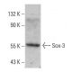 western blotting image from recommended Sox-3 (16-C2) monoclonal antibody replacement. Image 384074