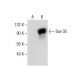 Sox-30 Antibody (G-1) - Western Blotting - Image 287812 