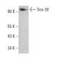 Sox-30 Antibody (G-1) - Western Blotting - Image 384695