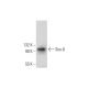Sox-6 Antibody (A-4) - Western Blotting - Image 294765