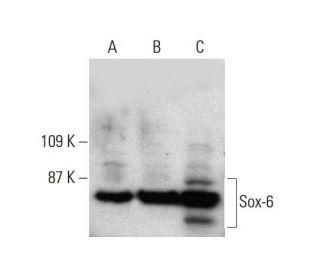 Sox-6 Antibody (A-4) - Western Blotting - Image 386143 