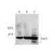 western blotting image from recommended Sox-6 (A-4) monoclonal antibody replacement. Image 386143