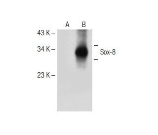 Sox-8 Antibody (A-12) - Western Blotting - Image 150639 