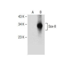Sox-8 Antibody (H-7) - Western Blotting - Image 150641 