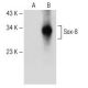 Sox-8 Antibody (H-7) - Western Blotting - Image 150641 