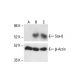 Sox-8 Antibody (H-7) - Western Blotting - Image 412047