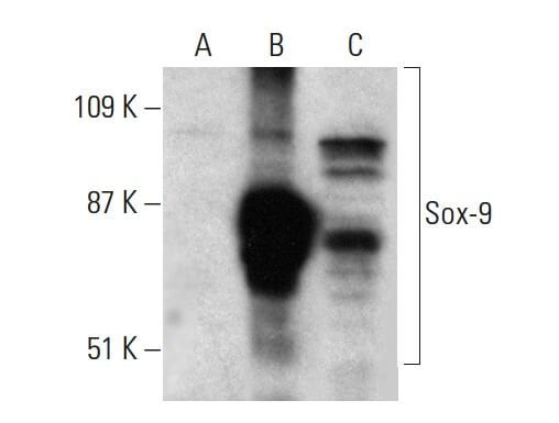 Sox9 Antibody (E-9) | SCBT - Santa Cruz Biotechnology