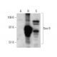 western blotting image from recommended Sox9 (E-9) monoclonal antibody replacement. Image 384304