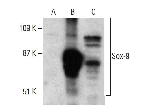 Sox-9 Antibody (H-90) | SCBT - Santa Cruz Biotechnology
