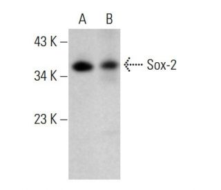 Sox2 Antibody (E-4) - Western Blotting - Image 377561