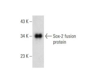 Sox2 Antibody (E-4) - Western Blotting - Image 145009