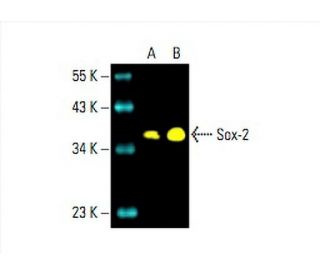 Sox2 Antibody (A-5) - Western Blotting - Image 392764