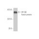 SP-100 Antibody (1G6) - Western Blotting - Image 348852